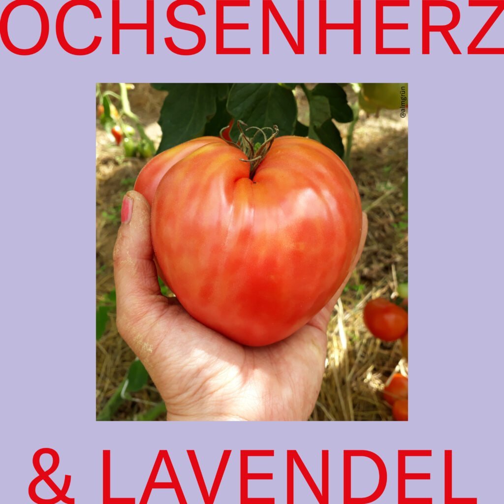 Ochsenherz und Lavendel – Perspektiven kleinbäuerlicher Landwirtschaft